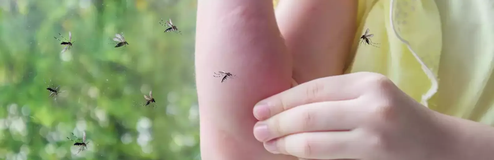 mosquitos-on-skin